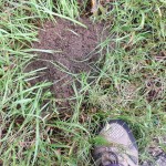 An Ant Hill in Alabama
